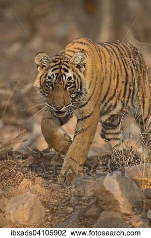 Sub-adult Bengal or Indian tiger (Panthera tigris tigris) approaching on rocky ground, in the evening light, Ranthambhore national park, Rajasthan, India, Asia View Large Photo Image Stock Image - Sub-adult Bengal or Indian tiger (Panthera tigris tigris) approaching on rocky ground, in the evening light, Ranthambhore national park, Rajasthan, India, Asia. Fotosearch