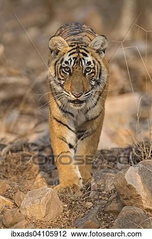 Sub-adult Bengal or Indian tiger (Panthera tigris tigris) approaching on rocky ground, in the evening light, Ranthambhore national park, Rajasthan, India, Asia View Large Photo Image Stock Image - Sub-adult Bengal or Indian tiger (Panthera tigris tigris) approaching on rocky ground, in the evening light, Ranthambhore national park, Rajasthan, India, Asia. Fotosearch
