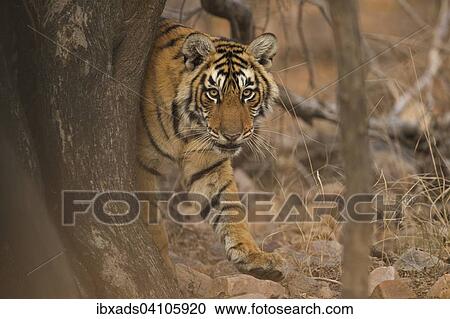 Sub-adult Bengal or Indian tiger (Panthera tigris tigris) peeping from behind a tree trunk in the golden evening light in Ranthambhore national park, Rajasthan, India, Asia View Large Photo Image Stock Image - Sub-adult Bengal or Indian tiger (Panthera tigris tigris) peeping from behind a tree trunk in the golden evening light in Ranthambhore national park, Rajasthan, India, Asia. Fotosearch