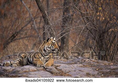 Sub-adult Bengal or Indian tiger (Panthera tigris tigris) sitting on rocky ground in Ranthambhore national park, Rajasthan, India, Asia View Large Photo Image Stock Image - Sub-adult Bengal or Indian tiger (Panthera tigris tigris) sitting on rocky ground in Ranthambhore national park, Rajasthan, India, Asia. Fotosearch