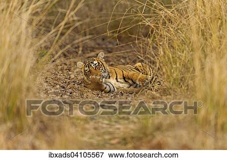 Sub-adult Bengal or Indian tiger (Panthera tigris tigris) resting on a grassy patch of ground, Ranthambhore National Park, Rajasthan, India, Asia View Large Photo Image Stock Photo - Sub-adult Bengal or Indian tiger (Panthera tigris tigris) resting on a grassy patch of ground, Ranthambhore National Park, Rajasthan, India, Asia. Fotosearch