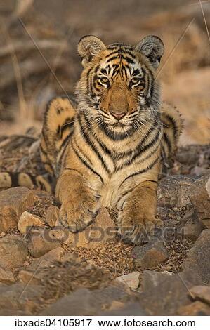 Sub-adult Bengal or Indian tiger (Panthera tigris tigris) resting on rocky ground, in the evening light in Ranthambhore national park, Rajasthan, India, Asia View Large Photo Image Stock Photo - Sub-adult Bengal or Indian tiger (Panthera tigris tigris) resting on rocky ground, in the evening light in Ranthambhore national park, Rajasthan, India, Asia. Fotosearch