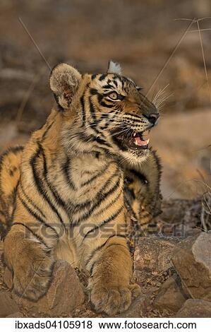 Sub-adult Bengal or Indian tiger (Panthera tigris tigris) resting on rocky ground, in the evening light in Ranthambhore national park, Rajasthan, India, Asia View Large Photo Image Stock Photo - Sub-adult Bengal or Indian tiger (Panthera tigris tigris) resting on rocky ground, in the evening light in Ranthambhore national park, Rajasthan, India, Asia. Fotosearch