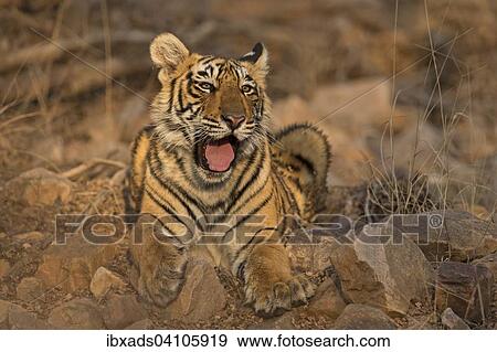 Sub-adult Bengal or Indian tiger (Panthera tigris tigris) resting on rocky ground, in the evening light in Ranthambhore national park, Rajasthan, India, Asia View Large Photo Image Stock Photo - Sub-adult Bengal or Indian tiger (Panthera tigris tigris) resting on rocky ground, in the evening light in Ranthambhore national park, Rajasthan, India, Asia. Fotosearch
