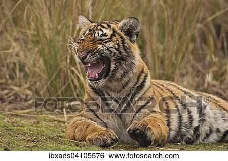 Sub-adult Bengal or Indian tiger (Panthera tigris tigris) resting on a grassy patch of ground, Ranthambhore National Park, Rajasthan, India, Asia View Large Photo Image Stock Photograph - Sub-adult Bengal or Indian tiger (Panthera tigris tigris) resting on a grassy patch of ground, Ranthambhore National Park, Rajasthan, India, Asia. Fotosearch