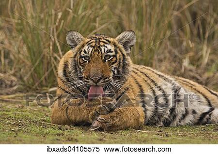 Sub-adult Bengal or Indian tiger (Panthera tigris tigris) resting on a grassy patch of ground, Ranthambhore National Park, Rajasthan, India, Asia View Large Photo Image Stock Photography - Sub-adult Bengal or Indian tiger (Panthera tigris tigris) resting on a grassy patch of ground, Ranthambhore National Park, Rajasthan, India, Asia. Fotosearch