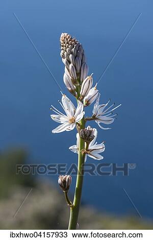 Stock Image - Summer Ssphodel (Asphodelus aestivus) against the Mediterranean, Route des Cretes, Provence-Alpes-Cote d'Azur, France, Europe. Fotosearch