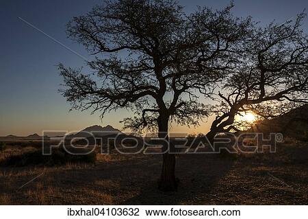 Sundown at Spitzkoppe, camel thorn tree (Vachellia erioloba), evening light, small Spitzkoppe behind, backlit, Namibia, Africa View Large Photo Image Stock Image - Sundown at Spitzkoppe, camel thorn tree (Vachellia erioloba), evening light, small Spitzkoppe behind, backlit, Namibia, Africa. Fotosearch