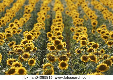 Stock Photography - Sunflower field, Oslip, Northern Burgenland, Burgenland, Austria, Europe. Fotosearch