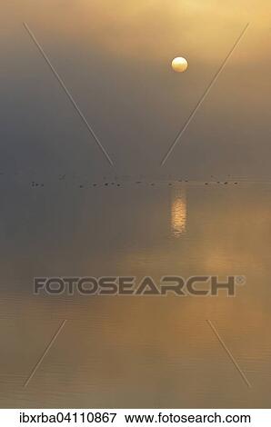 Sunrise above a lake with resting birds in the fog, Muritz National Park, Mecklenburg-Western Pomerania, Germany, Europe View Large Photo Image Stock Photo - Sunrise above a lake with resting birds in the fog, Muritz National Park, Mecklenburg-Western Pomerania, Germany, Europe. Fotosearch