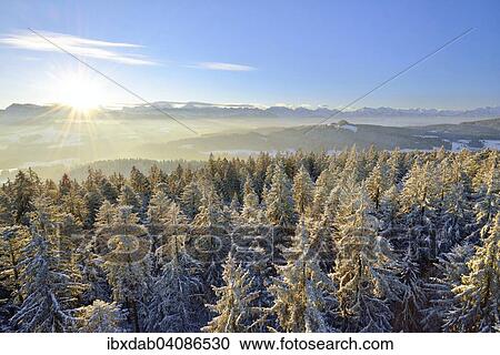 Sunrise over the Bernese Alps, view from Chuderhusi over snow-covered fir trees in the Emmental region, Bernese Oberland, Canton of Bern, Switzerland, Europe View Large Photo Image Stock Image - Sunrise over the Bernese Alps, view from Chuderhusi over snow-covered fir trees in the Emmental region, Bernese Oberland, Canton of Bern, Switzerland, Europe. Fotosearch