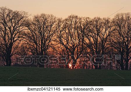 Sunset against an avenue of large-leaved linden trees (Tilia platyphyllos), bare branches, Mecklenburg-Western Pomerania, Germany, Europe View Large Photo Image Stock Photography - Sunset against an avenue of large-leaved linden trees (Tilia platyphyllos), bare branches, Mecklenburg-Western Pomerania, Germany, Europe. Fotosearch
