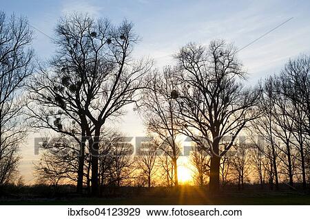 Sunset behind Poplar trees (Populus spp. ) with mistletoe, Dromling nature reserve, Lower Saxony, Germany, Europe View Large Photo Image Stock Photo - Sunset behind Poplar trees (Populus spp. ) with mistletoe, Dromling nature reserve, Lower Saxony, Germany, Europe. Fotosearch
