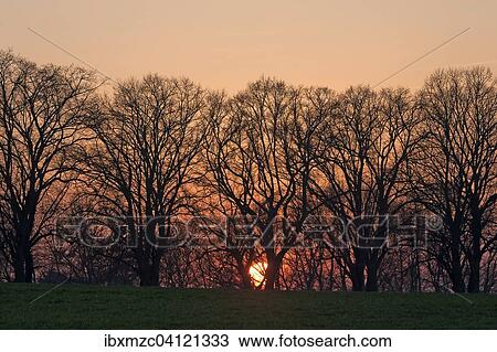 Sunset behind tree silhouettes, Mecklenburg-Western Pomerania, Germany, Europe View Large Photo Image Stock Image - Sunset behind tree silhouettes, Mecklenburg-Western Pomerania, Germany, Europe. Fotosearch