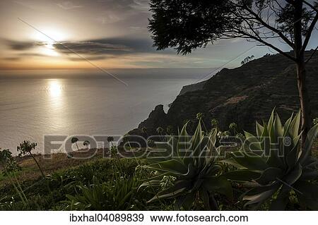 Sunset, in front lion's tail agave (Agave attenuata) in Faja da Calheta, Madeira, Portugal, Europe View Large Photo Image Stock Photo - Sunset, in front lion's tail agave (Agave attenuata) in Faja da Calheta, Madeira, Portugal, Europe. Fotosearch