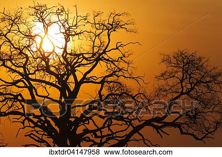 Sunset in the Chobe National Park, Botswana, Africa View Large Photo Image Stock Photo - Sunset in the Chobe National Park, Botswana, Africa. Fotosearch