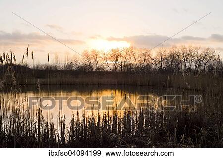 Sunset over a pond landscape of the Barnbruchswiesen meadows, Barnbruch Nature Reserve, near Wolfsburg, Lower Saxony, Germany, Europe View Large Photo Image Stock Photo - Sunset over a pond landscape of the Barnbruchswiesen meadows, Barnbruch Nature Reserve, near Wolfsburg, Lower Saxony, Germany, Europe. Fotosearch