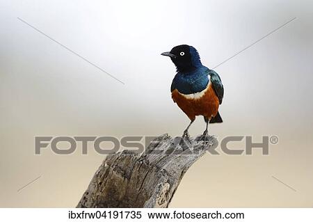 Superb Starling (Lamprotornis superbus), perched, Samburu National Reserve, Kenya, Africa View Large Photo Image Stock Photography - Superb Starling (Lamprotornis superbus), perched, Samburu National Reserve, Kenya, Africa. Fotosearch