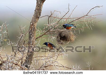 Superb Starlings (Lamprotornis superbus) looting the nest of a weaver, Samburu National Reserve, Kenya, Africa View Large Photo Image Stock Photo - Superb Starlings (Lamprotornis superbus) looting the nest of a weaver, Samburu National Reserve, Kenya, Africa. Fotosearch