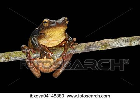 Surinam golden-eyed tree frog (Trachycephalus coriaceus), Amazon rainforest, Yasuni National Park, Ecuador, South America View Large Photo Image Stock Image - Surinam golden-eyed tree frog (Trachycephalus coriaceus), Amazon rainforest, Yasuni National Park, Ecuador, South America. Fotosearch