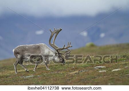 Svalbard Reindeer (Rangifer tarandus platyrhynchus) in the Fell, Longyearbyen, Spitsbergen, Norway, Europe View Large Photo Image Stock Photo - Svalbard Reindeer (Rangifer tarandus platyrhynchus) in the Fell, Longyearbyen, Spitsbergen, Norway, Europe. Fotosearch