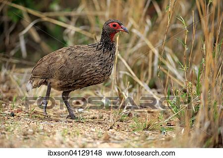 Stock Photo - Swainson's Frankolin (Francolinus swainsonii), adult, walking, Kruger National Park, South Africa, Africa. Fotosearch