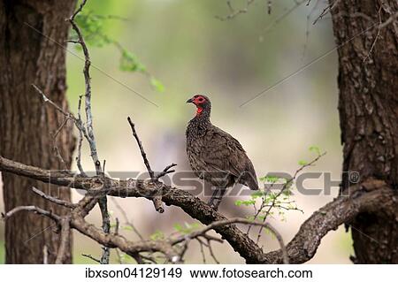 Swainson's Frankolin (Francolinus swainsonii), adult, on a tree, Kruger National Park, South Africa, Africa View Large Photo Image Stock Photo - Swainson's Frankolin (Francolinus swainsonii), adult, on a tree, Kruger National Park, South Africa, Africa. Fotosearch