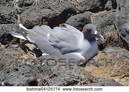 Swallow-tailed gull (Creagrus furcatus), Island Plaza Sur, Galapagos Province, Galapagos, Ecuador, South America View Large Photo Image Picture - Swallow-tailed gull (Creagrus furcatus), Island Plaza Sur, Galapagos Province, Galapagos, Ecuador, South America. Fotosearch