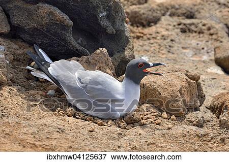 Swallow-tailed gull (Creagrus furcatus), North Seymour Island, Galapagos Province, Galapagos, Ecuador, South America View Large Photo Image Stock Photo - Swallow-tailed gull (Creagrus furcatus), North Seymour Island, Galapagos Province, Galapagos, Ecuador, South America. Fotosearch