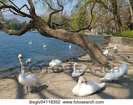 Swans on the shores of Lago di Lugano, Lake Lugano, Canton of Ticino, Switzerland, Europe View Large Photo Image Stock Image - Swans on the shores of Lago di Lugano, Lake Lugano, Canton of Ticino, Switzerland, Europe. Fotosearch