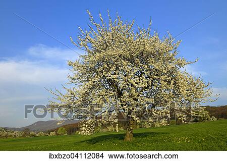 Sweet Cherry tree (Prunus avium), Swabian Alb Biosphere Reserve, Baden-Wurttemberg, Germany, Europe View Large Photo Image Picture - Sweet Cherry tree (Prunus avium), Swabian Alb Biosphere Reserve, Baden-Wurttemberg, Germany, Europe. Fotosearch