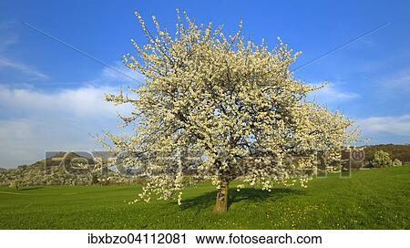 Sweet Cherry tree (Prunus avium), Swabian Alb Biosphere Reserve, Baden-Wurttemberg, Germany, Europe View Large Photo Image Stock Image - Sweet Cherry tree (Prunus avium), Swabian Alb Biosphere Reserve, Baden-Wurttemberg, Germany, Europe. Fotosearch