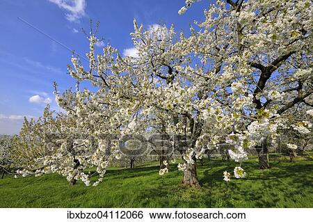 Sweet Cherry tree (Prunus avium), Swabian Alb Biosphere Reserve, Baden-Wurttemberg, Germany, Europe View Large Photo Image Stock Photograph - Sweet Cherry tree (Prunus avium), Swabian Alb Biosphere Reserve, Baden-Wurttemberg, Germany, Europe. Fotosearch
