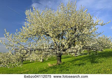Sweet Cherry tree (Prunus avium), Swabian Alb Biosphere Reserve, Baden-Wurttemberg, Germany, Europe View Large Photo Image Stock Photography - Sweet Cherry tree (Prunus avium), Swabian Alb Biosphere Reserve, Baden-Wurttemberg, Germany, Europe. Fotosearch