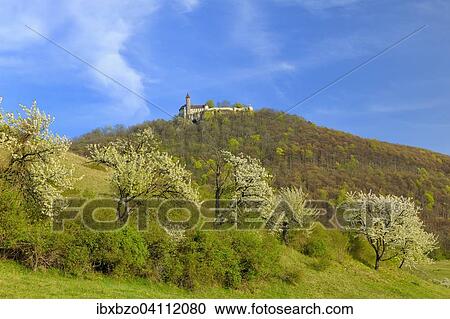 Stock Image - Sweet Cherry tree (Prunus avium), Teck castle, Swabian Alb Biosphere Reserve, Baden-Wurttemberg, Germany, Europe. Fotosearch