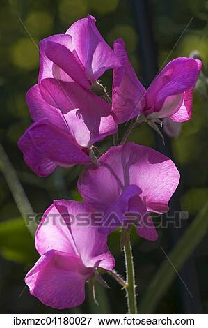 Sweet Pea (Lathyrus odoratus), flower, Bavaria, Germany, Europe View Large Photo Image Stock Photo - Sweet Pea (Lathyrus odoratus), flower, Bavaria, Germany, Europe. Fotosearch