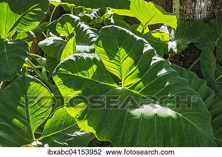 Taro (Colocasia esculenta), Moluccas, Indonesia, Asia View Large Photo Image Stock Image - Taro (Colocasia esculenta), Moluccas, Indonesia, Asia. Fotosearch