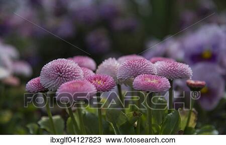 Tasso Strawberry & Cream daisies (Bellis perennis), Austria, Europe View Large Photo Image Stock Image - Tasso Strawberry & Cream daisies (Bellis perennis), Austria, Europe. Fotosearch