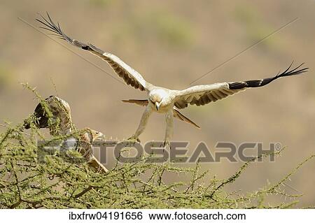 Tawny Eagle (Aquila rapax), female sitting in the treetop, male approaching, Samburu National Reserve, Kenya, Africa View Large Photo Image Stock Photograph - Tawny Eagle (Aquila rapax), female sitting in the treetop, male approaching, Samburu National Reserve, Kenya, Africa. Fotosearch