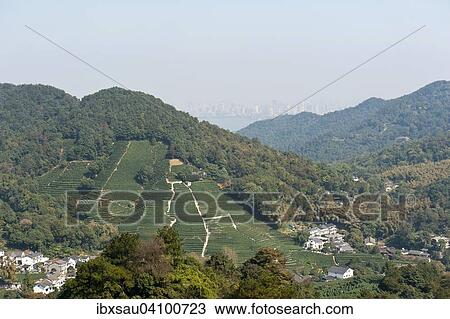 Tea Plantation Longjing Village On The Horizon In The Haze The City Of Hangzhou And The West Lake Zhejiang Province China Asia Stock Image - 