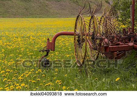 Stock Photo - Tedder on a dandelion meadow, Unterallgau district, Bavaria, Germany, Europe. Fotosearch
