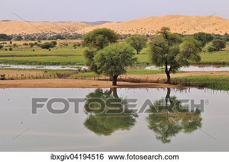 Temporary lake after rain in the oasis, Moudjeria, Tagant region, Mauritania, Africa View Large Photo Image Stock Photograph - Temporary lake after rain in the oasis, Moudjeria, Tagant region, Mauritania, Africa. Fotosearch