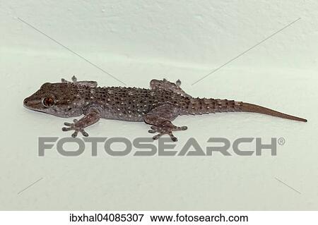 Tenerife Gecko (Tarentola delalandii), La Gomera, Canary Islands, Spain, Europe View Large Photo Image Stock Photo - Tenerife Gecko (Tarentola delalandii), La Gomera, Canary Islands, Spain, Europe. Fotosearch
