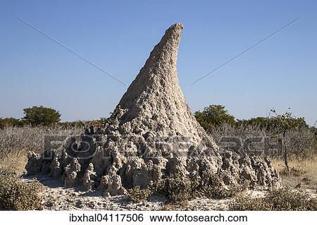 Termite mound, Etosha National Park, Namibia, Africa View Large Photo Image Stock Photograph - Termite mound, Etosha National Park, Namibia, Africa. Fotosearch