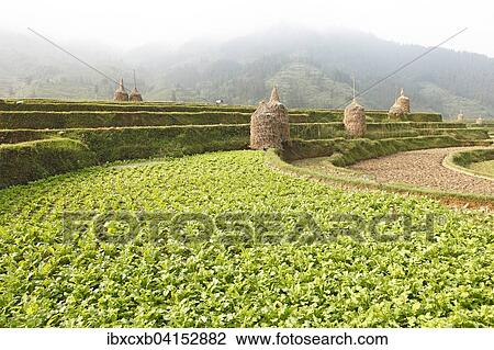Terraced field in the morning, Rongjiang, Guizhou Province, China, Asia View Large Photo Image Stock Image - Terraced field in the morning, Rongjiang, Guizhou Province, China, Asia. Fotosearch