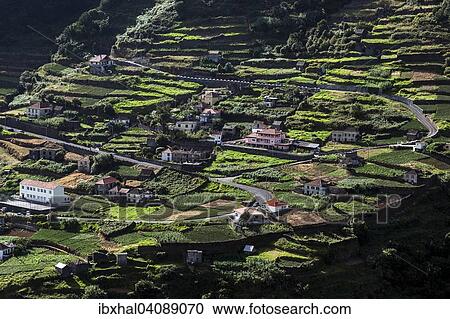 Terraced fields and houses, Ribeira de Janela, Madeira, Portugal, Europe View Large Photo Image Stock Image - Terraced fields and houses, Ribeira de Janela, Madeira, Portugal, Europe. Fotosearch
