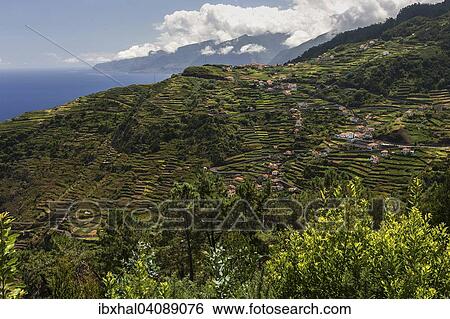 Terraced fields and houses, Ribeira de Janela, Madeira, Portugal, Europe View Large Photo Image Stock Photograph - Terraced fields and houses, Ribeira de Janela, Madeira, Portugal, Europe. Fotosearch