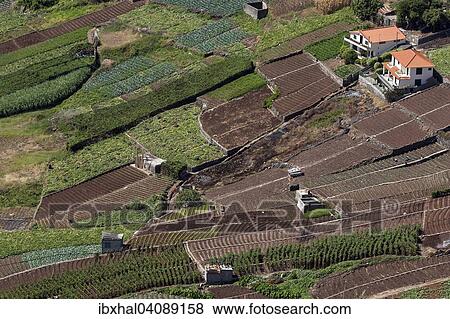 Terraced fields in Camara de Lobos, Madeira, Portugal, Europe View Large Photo Image Stock Photo - Terraced fields in Camara de Lobos, Madeira, Portugal, Europe. Fotosearch