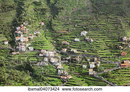 Picture - Terraced fields in Valle Gran Rey, La Gomera, Canary Islands, Spain, Europe. Fotosearch