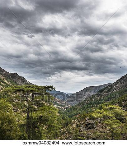 Picture - The Asco Valley or Vallee d'Asco, central Corsica, Corsica, France, Europe. Fotosearch